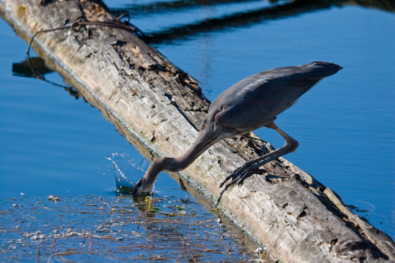 Great Blue Heron Fishing On Log